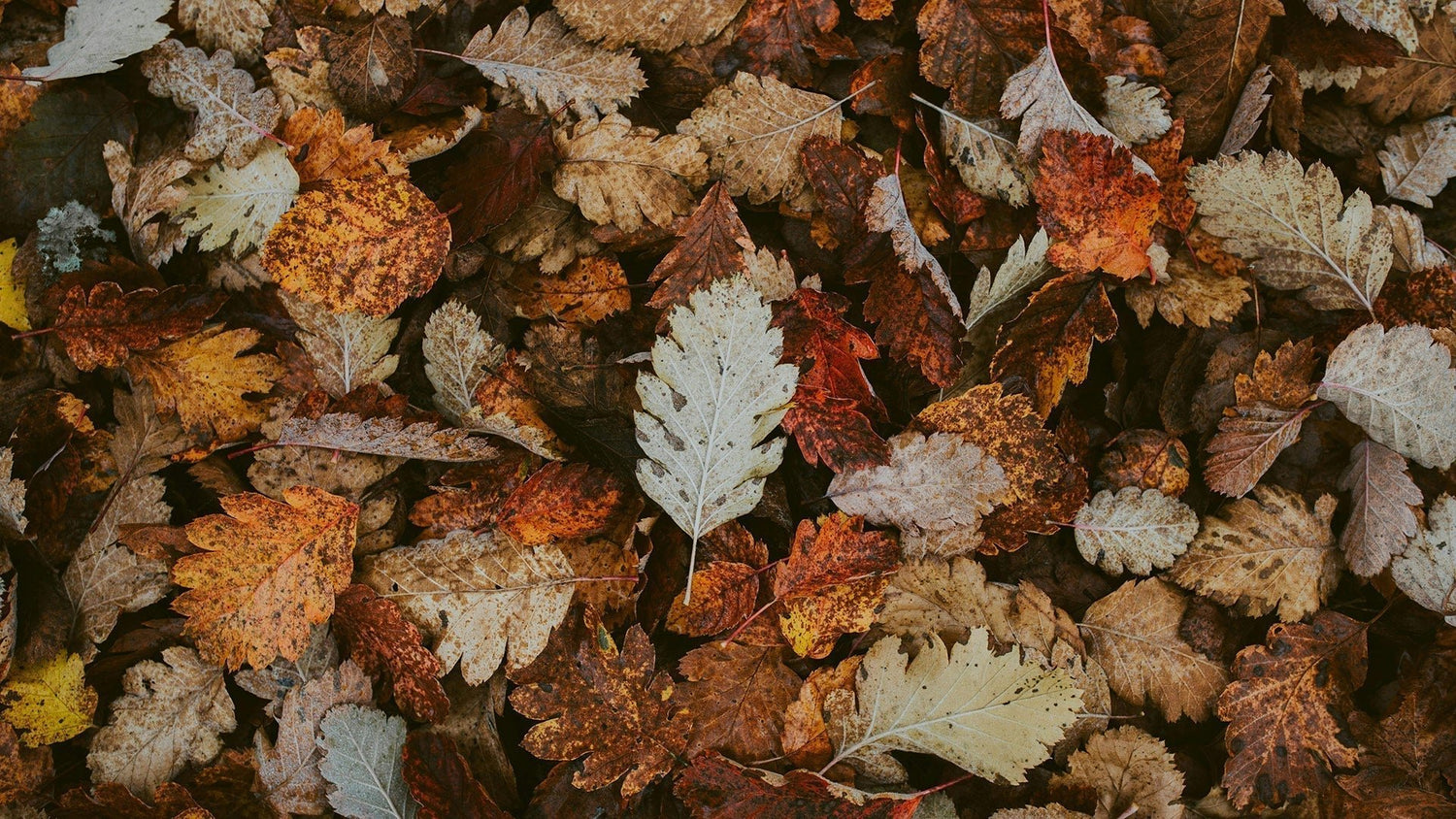 Top 10 binge-waardige series voor de herfst 2025 - The New Sound