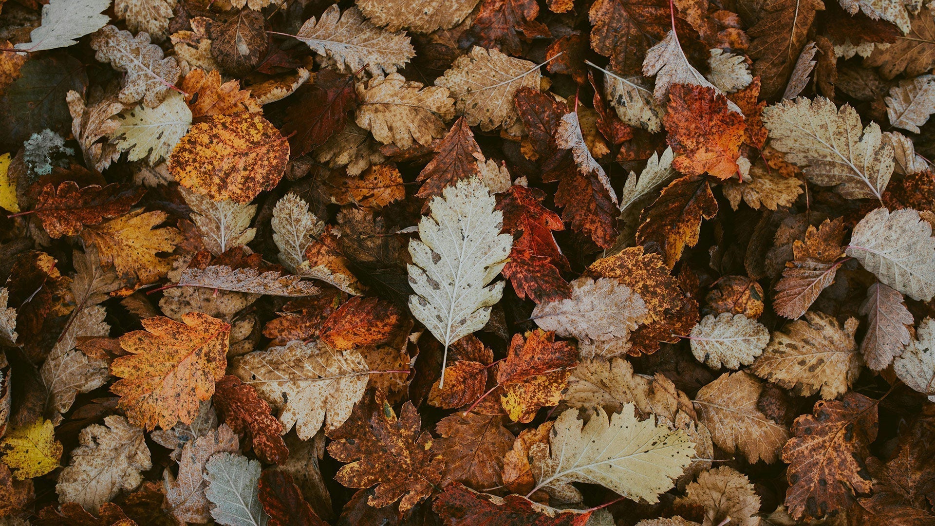 Top 10 binge-waardige series voor de herfst 2025